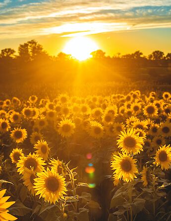 A sunflower field at sunset with a golden glow and sun rays illuminating the scene.