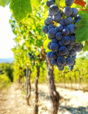 A cluster of ripe grapes hangs on a vine in a sunny vineyard, surrounded by lush green leaves, capturing the essence of Tuscany's wine country.