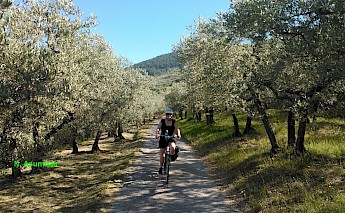 Cycling the olive groves of Umbria!