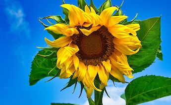 Sunflowers in Italy! Gidlark@Unsplash