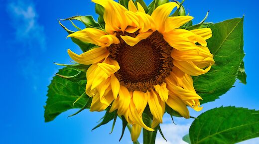 Sunflowers in Italy! Gidlark@Unsplash