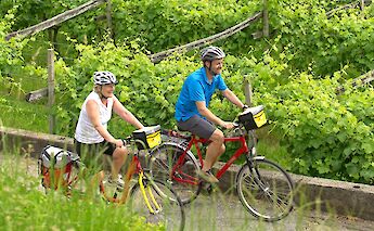Cycling past vineyards, Venice to Florence, Italy. CC:TO