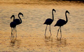 Flamingoes in the Po Delta, Italy. Unsplash@Valeria Rossi