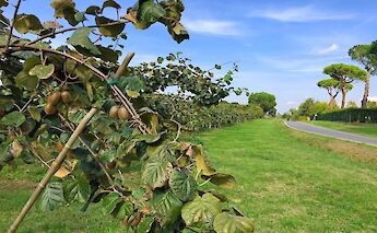 Kiwi tree, Venice to Florence, Italy. CC:TO
