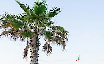 Palm tree in Chioggia, Italy. Unsplash@Stacy Ropati