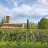 Vineyard, Venice to Florence, Italy. CC:TO