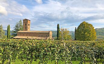 Vineyard, Venice to Florence, Italy. CC:TO