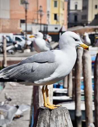 Seagulls in Chioggia, the "Little Venice" in Veneto, Italy. Arno Senoner@Unsplash