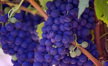 Vineyards en route in Italy! Bill Williams@Unsplash