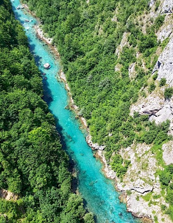 Tara, Montenegro. Bear Lissimo@Unsplash