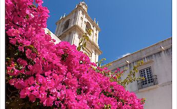 Gorgeous flowers in Portugal. Andreas Manessinger@Flickr