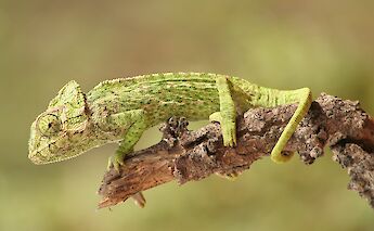 Mediterranean Chameleon in Algarve, Portugal. CC:Luis nunes alberto