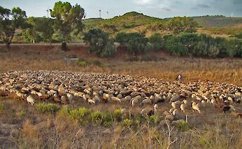 Sheep in Algarve, Portugal. CC:Lacobrigo