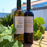 Delicious cheap local wines in Portugal! Bruno Ferreira@Unsplash