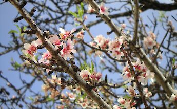 Almond blossoms in Algarve, Portugal. Yolanda@Flickr