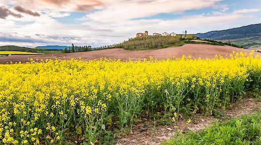 Uterga ,Spain on the Santiago de Compostela Pilgrimage Route. Alexander Schimmeck, Unsplash