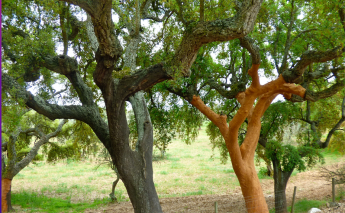 Alentejo, Portugal's Castles & Wine Bike Tour