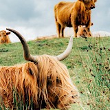 The Highland cow is known as the Heilan coo to Scots. Loch Lomond, Scotland. Mitchell Schleper@Unsplash