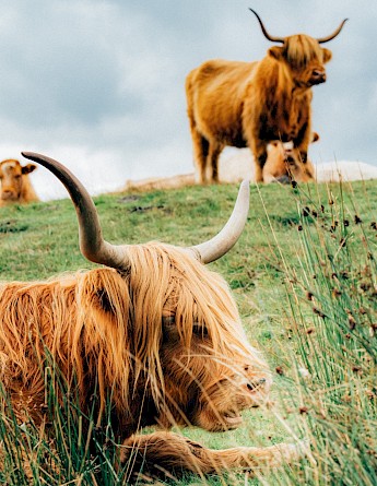 The Highland cow is known as the Heilan coo to Scots. Loch Lomond, Scotland. Mitchell Schleper@Unsplash
