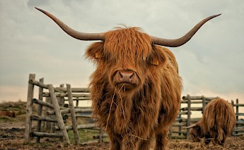 Scottish Highlander! Pascal VandeVendel@Unsplash