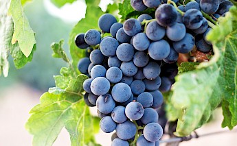 Vineyards galore in Andalusia, Spain! Nacho Dominguez Argenta, Unsplash