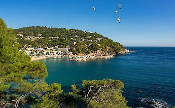 Seagulls flying over Llafranc, Spain. Unsplash:Manuel Torres Garcia