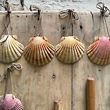 Scallops shells are the symbol of the Camino de Santiago Route.