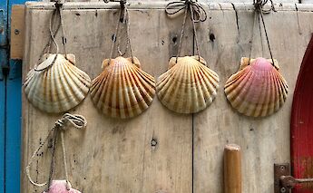 Scallops shells are the symbol of the Camino de Santiago Route.