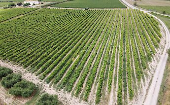 Vineyards in Catalonia! Aleix Vantayol, Unsplash