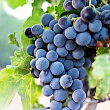 Grapes Wine Spain (photo:nachodominguezargenta)