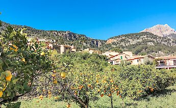 Orange trees, Majorca, Spain. CC:TO