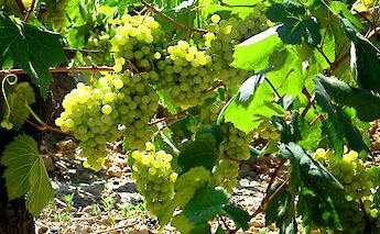 Vineyards in Catalonia, Spain. Justus Hayes@Flickr