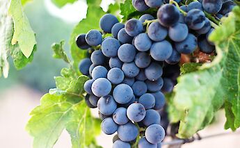 Vineyards en route! Nacho Domingue Zargenta@Unsplash