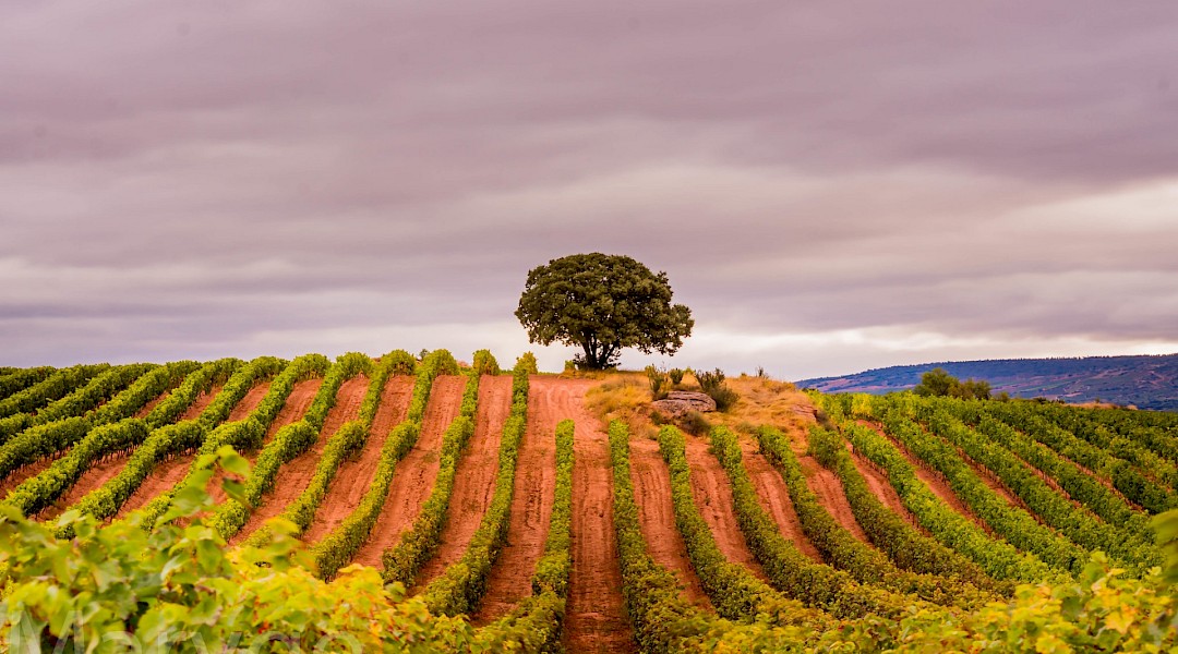 La Rioja, Spain. Maryge@Flickr