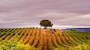 Rioja: Hidden Spain, Land of Wine