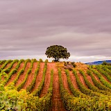 Rioja: Hidden Spain - Land of Wine
