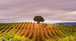 Rioja: Hidden Spain - Land of Wine