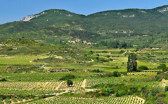 Vineyards & orchards in La Rioja, Spain. CC:LBM1948