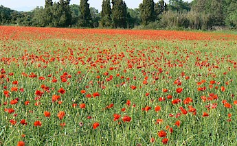 Catalonia’s Empordà Plain Wine & Cuisine Bike Tour