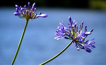 Gripsholm Slottspark, Mariefred, Södermanland, Sweden. Guillaume Baviere@Flickr