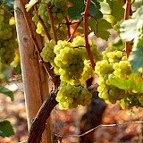 Riesling grapes are popular in Germany. Luca J@Unsplash