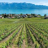 Hillside vineyards along Lake Geneva, Switzerland. Gabriel Garcia Marenego@Unsplash