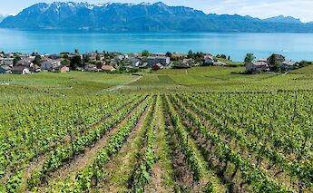 Hillside vineyards along Lake Geneva, Switzerland. Gabriel Garcia Marenego@Unsplash