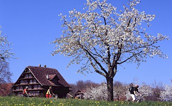 Swiss Lakes by E-bike: Lake Geneva to Lake Lucerne Switzerland Bike Tour