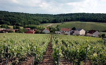 Champagne France (photo:puggirl) CC-BY-2.0