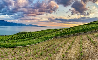 Terraced vineyards in Lavaux, Switzerland, overlooking a lake at sunset with a colorful sky.