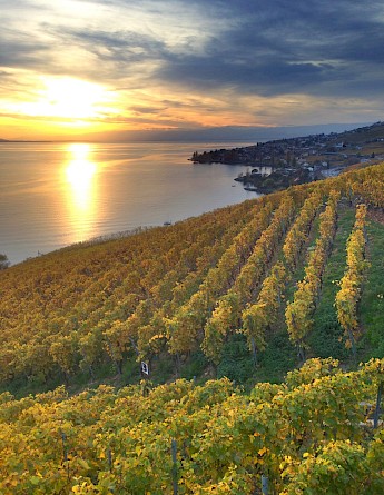 Terraced vineyards at sunset in Lavaux, Switzerland, overlooking a lake with vibrant autumn foliage.