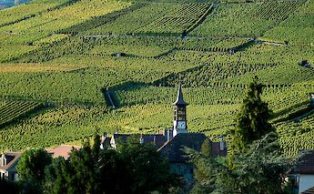 Terraced vineyards along Lake Geneva, Switzerland. CC:Patrick Denoreaz