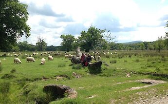 A lush green field with sheep grazing, two people sitting on a log, surrounded by trees under a…