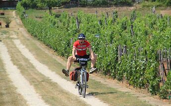 A cyclist rides along a dirt path between vineyards, joyfully lifting both feet off the pedals.